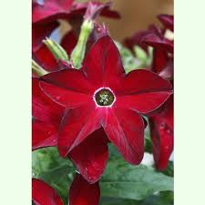 Image result for Nicotiana x sanderae `Perfume`F1