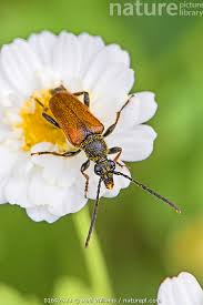 Attēlu rezultāti vaicājumam “Pseudovadonia livida”