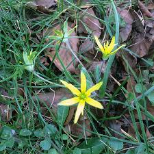 Attēlu rezultāti vaicājumam “Gagea pratensis flower”