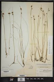 Attēlu rezultāti vaicājumam “Rhynchospora fusca”