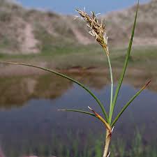 Attēlu rezultāti vaicājumam “Carex arenaria”