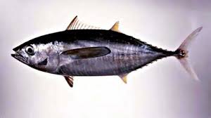 Image result for Thunnus albacares