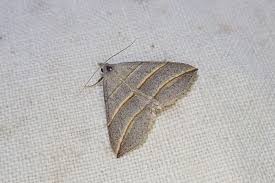 Attēlu rezultāti vaicājumam “Colobochyla salicalis”