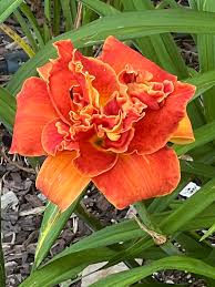 Image result for Hemerocallis `Moses Fire`