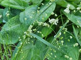 Attēlu rezultāti vaicājumam “Briza media flower”