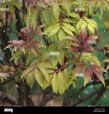 Attēlu rezultāti vaicājumam “Sambucus racemosa leaf”