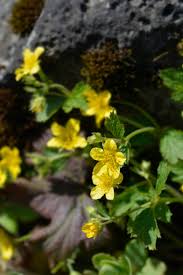 Attēlu rezultāti vaicājumam “Waldsteinia geoides”