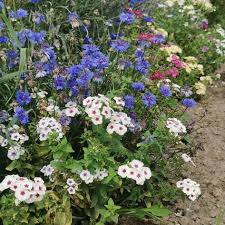 Image result for Phlox (großblumig)