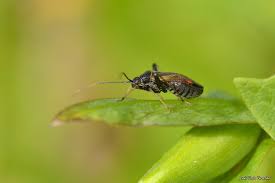 Attēlu rezultāti vaicājumam “Adelphocoris seticornis”