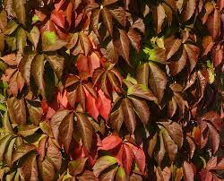 Attēlu rezultāti vaicājumam “Parthenocissus quinquefolia”