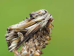 Attēlu rezultāti vaicājumam “Actinotia polyodon”