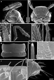 Attēlu rezultāti vaicājumam “Ommatoiulus vilnensis”
