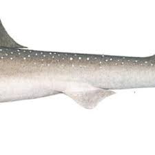 Image result for Mustelus antarcticus