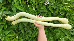 Image result for tromboncino