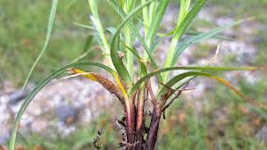 Attēlu rezultāti vaicājumam “Carex hirta female flower”