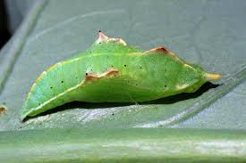 Attēlu rezultāti vaicājumam “Pieris rapae larva”