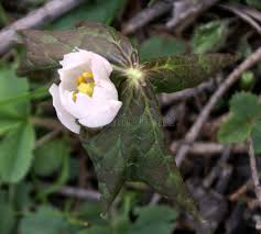 Attēlu rezultāti vaicājumam “Podophyllum hexandrum fruit”