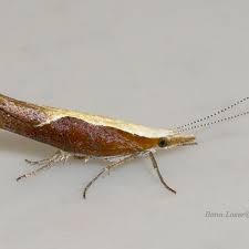 Attēlu rezultāti vaicājumam “Ypsolophidae”