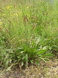 Attēlu rezultāti vaicājumam “Plantago lanceolata”
