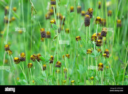 Attēlu rezultāti vaicājumam “Trifolium spadiceum flower”