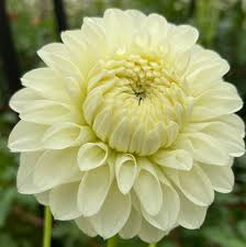 Image result for Dahlia `Snowflake`