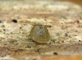 Attēlu rezultāti vaicājumam “Lycogala fuscoolearium”