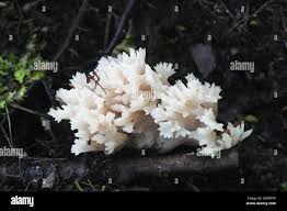 Attēlu rezultāti vaicājumam “Clavulina coralloides”