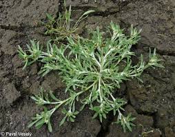 Attēlu rezultāti vaicājumam “Gnaphalium uliginosum leaf”