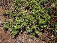 Image result for Alyssum diffusum