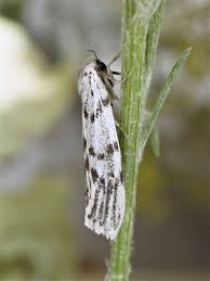 Attēlu rezultāti vaicājumam “Coscinia cribraria imago”