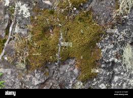 Attēlu rezultāti vaicājumam “Ptilidium pulcherrimum”