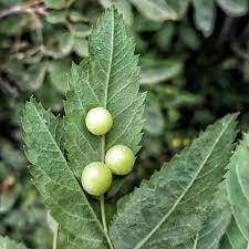 Attēlu rezultāti vaicājumam “Diplolepis eglanteriae”