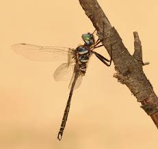 Attēlu rezultāti vaicājumam “Cordulidae”