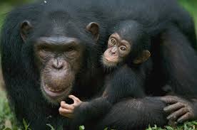 Attēlu rezultāti vaicājumam “Troglodytes troglodytes adult”