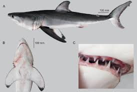 Image result for Carcharodon carcharias
