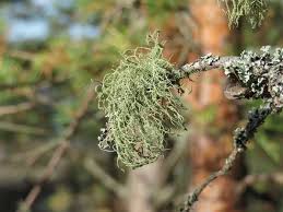 Attēlu rezultāti vaicājumam “Usnea hirta”