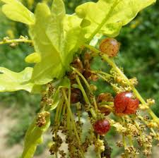 Attēlu rezultāti vaicājumam “Neuroterus quercusbaccarum”