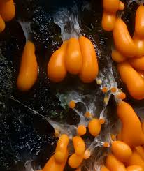 Attēlu rezultāti vaicājumam “Leocarpus fragilis var. bisporus spores”