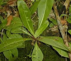 Attēlu rezultāti vaicājumam “Phleogena faginea sessile”