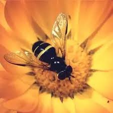 Attēlu rezultāti vaicājumam “Dasysyrphus tricinctus”