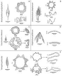 Attēlu rezultāti vaicājumam “Orthotrichum diaphanum sporophyte”