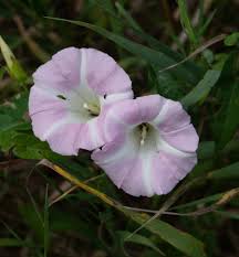 Attēlu rezultāti vaicājumam “Calystegia inflata flower”