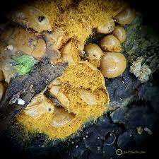 Attēlu rezultāti vaicājumam “Trichia sp.”