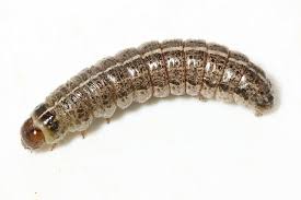 Attēlu rezultāti vaicājumam “Apamea sordens”