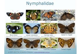 Attēlu rezultāti vaicājumam “Nymphalidae”
