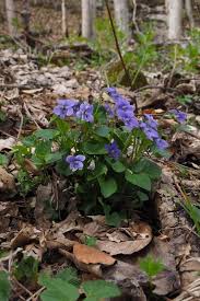 Attēlu rezultāti vaicājumam “Viola riviniana”