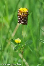 Attēlu rezultāti vaicājumam “Trifolium spadiceum flower”