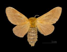 Attēlu rezultāti vaicājumam “Malacosoma neustria larva”