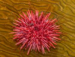 Image result for Mesocentrotus franciscanus