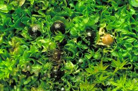 Attēlu rezultāti vaicājumam “Blasia pusilla sporophyte”